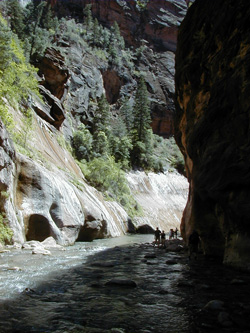 Beeplants and Whiptails- Zion National Park's The Narrows Beeplants and Whiptails- Zion National Park's The Narrows